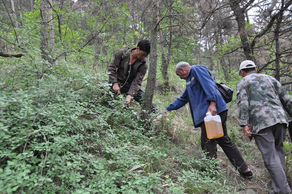 赵森到蒙山旅游度假区检查指导日本松干蚧防控工作