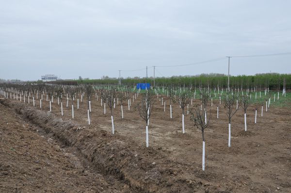 全市环城生态防护林带建设工作现场推进会议召开
