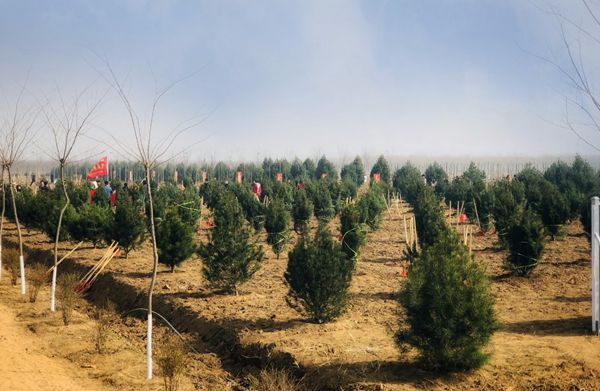 市委书记王玉君等市领导参加义务植树活动