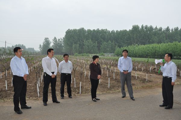 全市环城生态防护林带建设工作第二次现场推进会议召开