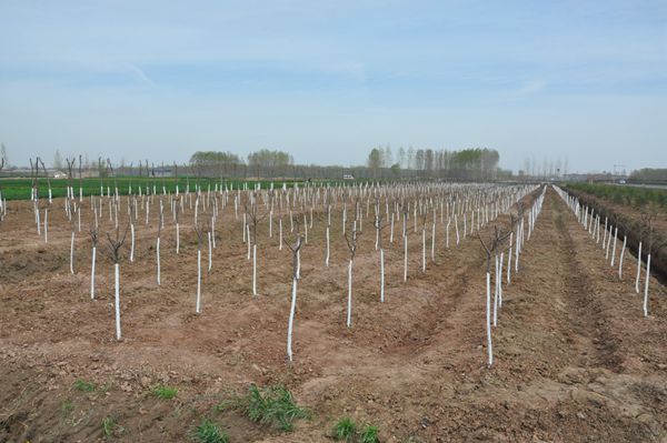 全市环城生态防护林带建设工作现场推进会议召开