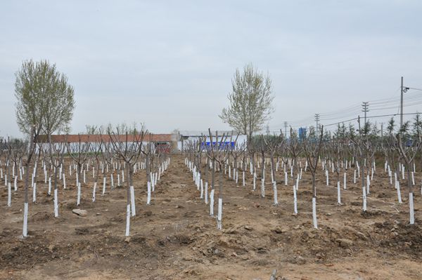 全市环城生态防护林带建设工作现场推进会议召开