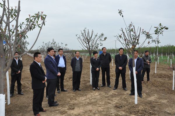全市环城生态防护林带建设工作现场推进会议召开