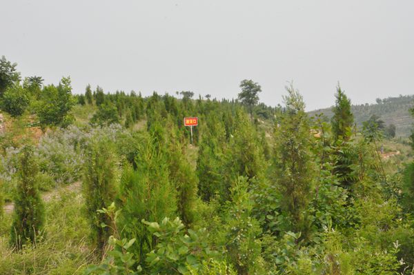 市直部门单位包荒山绿化工作现场推进会在蒙阴召开