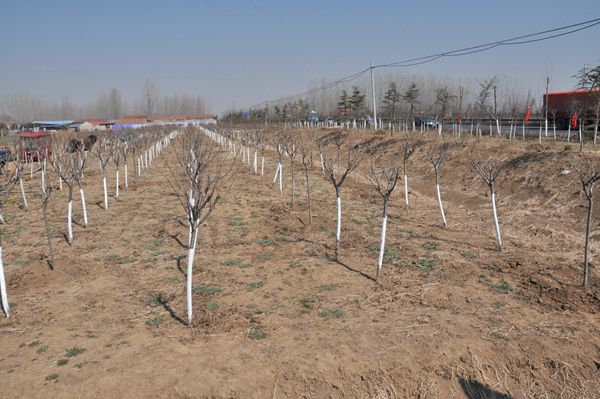全市环城生态防护林带建设二期工程现场推进会议召开