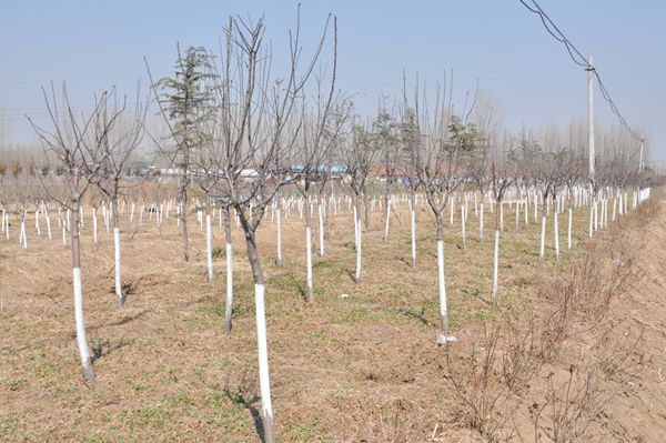 全市环城生态防护林带建设二期工程现场推进会议召开