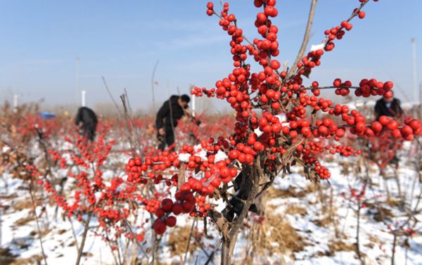 映雪冬青别样红
